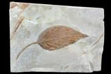 Fossil Hackberry Leaf (Celtis) - Montana #105124-1